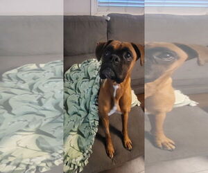 Boxer Dogs for adoption in  Katy, TX, USA