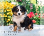 Small #3 Miniature Australian Shepherd