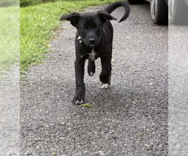 Medium Photo #2 Labsky Puppy For Sale in Springdale, PA, USA