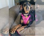 Small Photo #2 Doberman Pinscher-Unknown Mix Puppy For Sale in Ventura, CA, USA