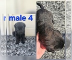 Puppy Puppy 4 Belgian Malinois