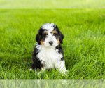 Small #6 Bernedoodle (Miniature)