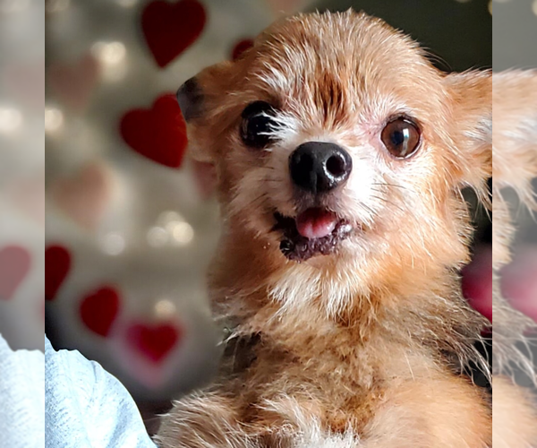 Medium Photo #1 Mutt Puppy For Sale in Vail, AZ, USA