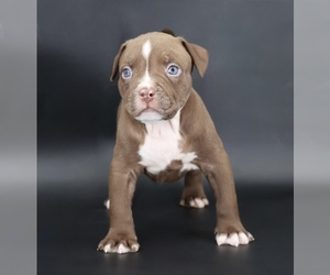 American Bully Puppy for sale in CHAMPAIGN, IL, USA