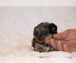 Small #16 Poodle (Toy)-YorkiePoo Mix