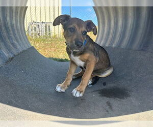 American Pit Bull Terrier-Unknown Mix Dogs for adoption in McKinleyville, CA, USA