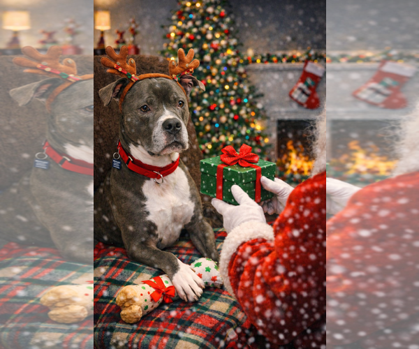 Medium Photo #6 Mutt Puppy For Sale in Spotsylvania, VA, USA