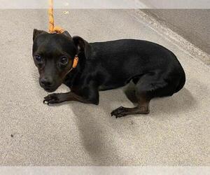 Chihuahua-Unknown Mix Dogs for adoption in Modesto, CA, USA