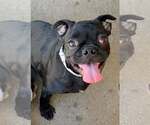 Small #2 Pug Mix
