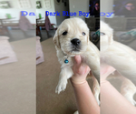 Puppy Dark Blue Boy English Cream Golden Retriever