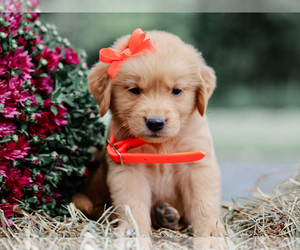 Golden Retriever Puppy for sale in LIBERTY, KY, USA