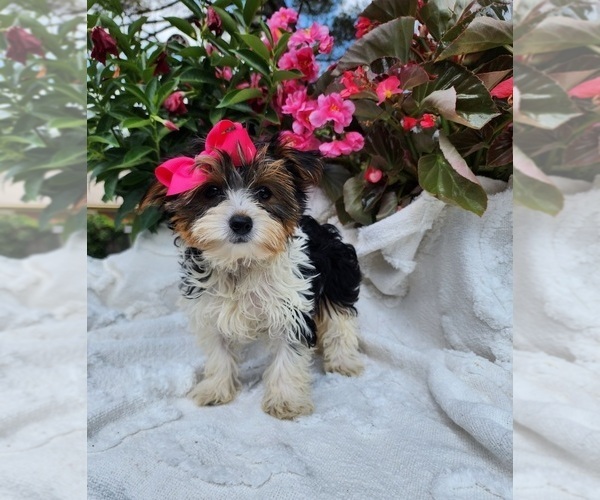 Medium Photo #1 Yorkshire Terrier Puppy For Sale in INDIANAPOLIS, IN, USA