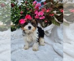 Image preview for Ad Listing. Nickname: Parti Bella