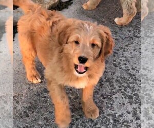 Goldendoodle-Poodle (Standard) Mix Puppy for sale in FREDERICKSBRG, PA, USA