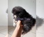 Small #2 Pomeranian