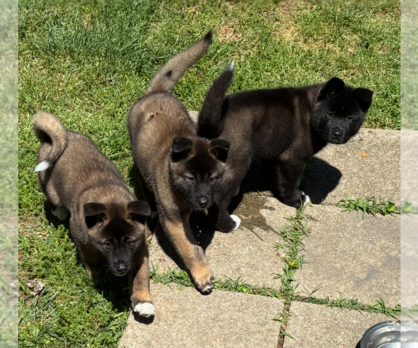 Medium Photo #1 Akita Puppy For Sale in LOUISVILLE, KY, USA