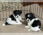 Small Photo #2 Shih-Poo Puppy For Sale in GLOUCESTER, VA, USA