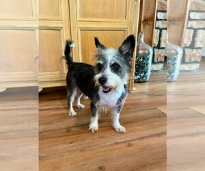 Miniature Schnauzer-Unknown Mix Dogs for adoption in Germantown, OH, USA