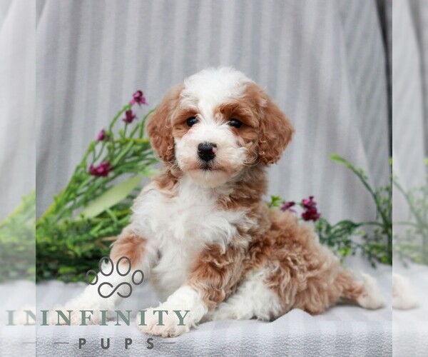 Medium Photo #3 Poodle (Miniature) Puppy For Sale in LITITZ, PA, USA