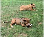 Small #32 American Pit Bull Terrier Mix