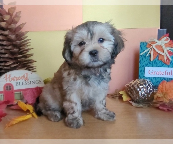 Medium Photo #3 Lhasa Apso Puppy For Sale in PHOENIX, AZ, USA
