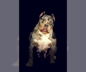 Mother of the American Bully puppies born on 02/05/2024