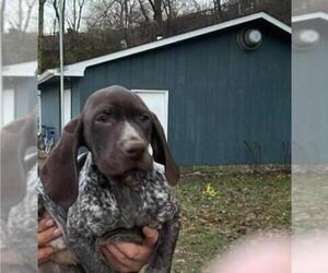 German Shorthaired Pointer Puppy for sale in PRINCETON, IA, USA