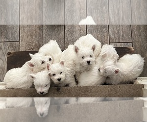 West Highland White Terrier Puppy for Sale in LAKE FOREST, Illinois USA
