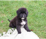 Wrenly - Female Bernedoodle (Miniature)-Saint Berdoodle Mix Puppy for Sale - Photo #5