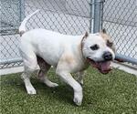Small #1 American Pit Bull Terrier