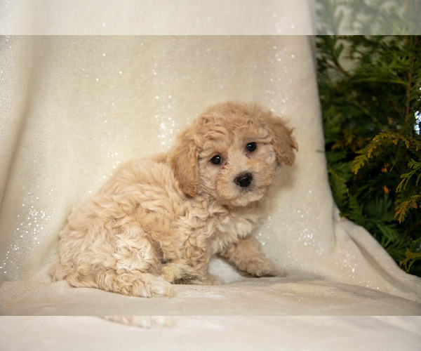 Medium Photo #23 Bichpoo Puppy For Sale in LEOLA, PA, USA