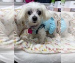 Small #2 Maltese