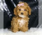 Small #4 Poodle (Toy)