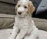 Puppy Ace Double Doodle