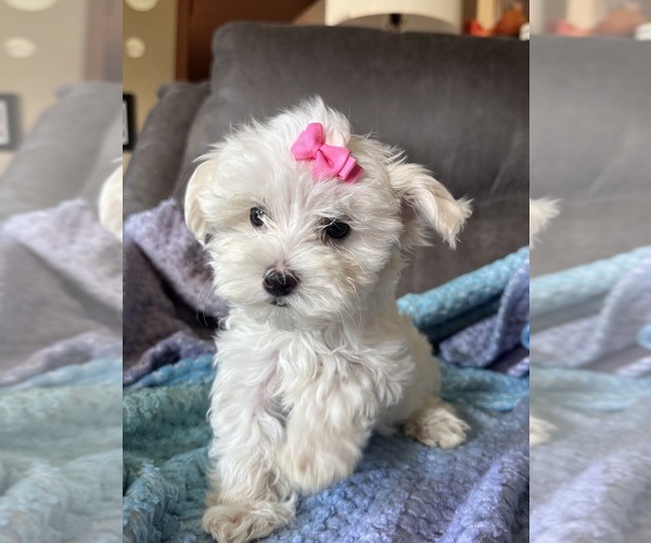 Medium Photo #15 Maltese Puppy For Sale in SEAGROVE, NC, USA