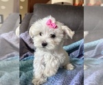 Small #14 Maltese