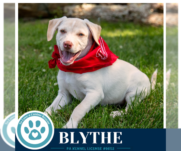 Medium Photo #9 Labrador Retriever-Unknown Mix Puppy For Sale in Kimberton, PA, USA