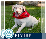 Small #8 Labrador Retriever Mix