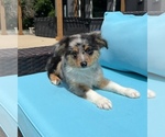 Small Photo #2 Australian Shepherd Puppy For Sale in FRANKLIN, IN, USA