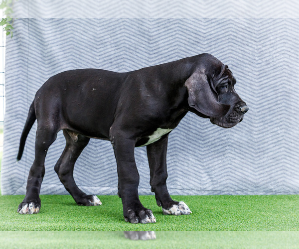 Medium Photo #126 Great Dane Puppy For Sale in WAKARUSA, IN, USA