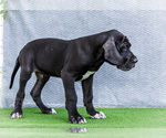 Small #3 Great Dane