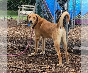 Rocky - Male Mutt Dog for Adoption - Photo #5