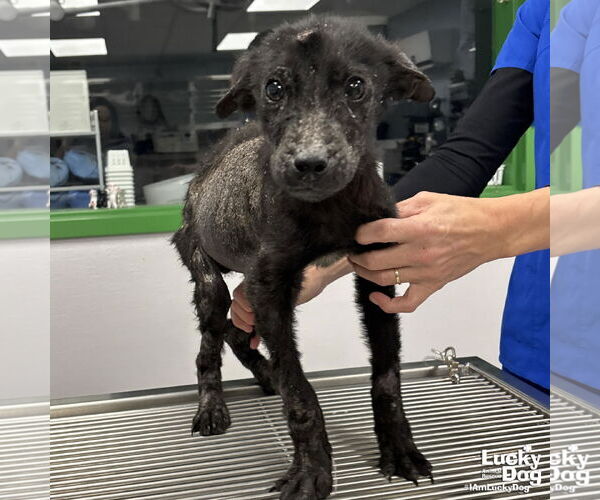 Medium Photo #1 Pomeranian-Unknown Mix Puppy For Sale in Washington, DC, USA