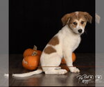 Small Photo #2 Great Pyrenees-Unknown Mix Puppy For Sale in Claremore, OK, USA