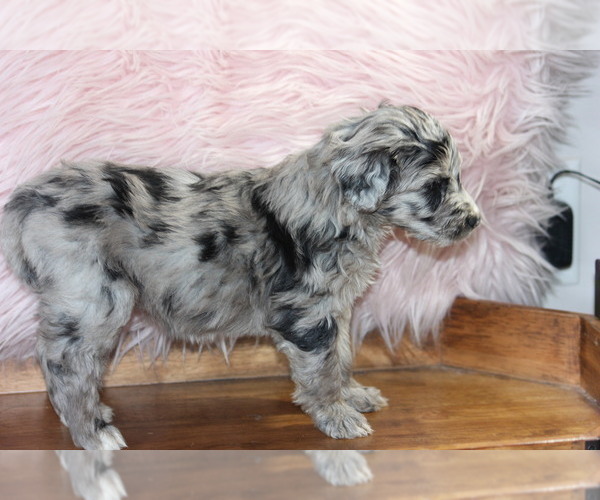 Medium Photo #3 Aussiedoodle Puppy For Sale in ARLINGTON, TN, USA