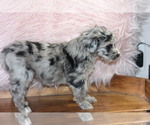 Small Photo #3 Aussiedoodle Puppy For Sale in ARLINGTON, TN, USA