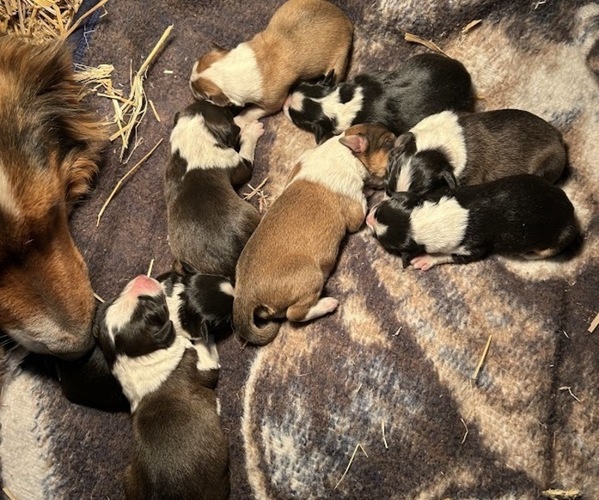 Medium Photo #1 English Shepherd Puppy For Sale in HARDY, IA, USA