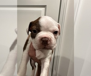 Boston Terrier Puppy for Sale in NEWPORT, North Carolina USA