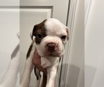 Small Boston Terrier