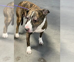 Mutt Dogs for adoption in Las Vegas, NV, USA